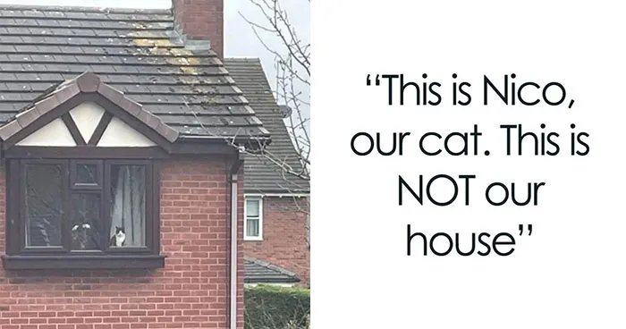 These 50 Memes Shared By This Page Capture The Wonderful Chaos Of Living With A Cat