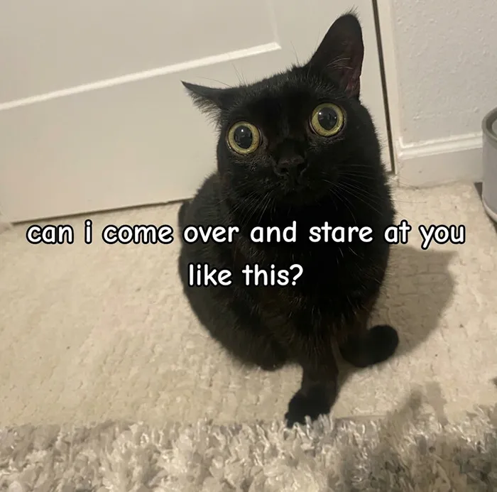 68 Memes For Anyone Who Needs A Break From Whatever They're Supposed To Be Doing