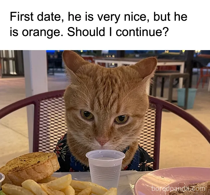 68 Memes For Anyone Who Needs A Break From Whatever They're Supposed To Be Doing