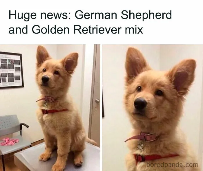 77 Hilarious Memes That Might Be The Reason Why You Go To Bed In A Good Mood Tonight