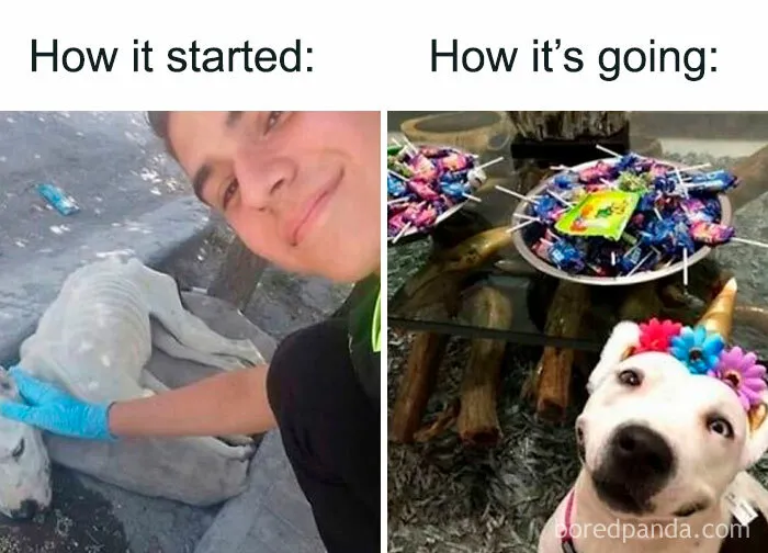 77 Hilarious Memes That Might Be The Reason Why You Go To Bed In A Good Mood Tonight