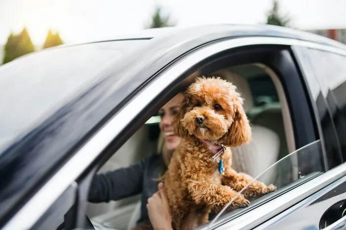 42 Awkward Situations And Wild Drive-Through Stories As Customers Don’t Know Employees Can Hear Them
