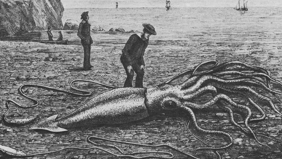 The Largest Invertebrate On Earth Has Been Filmed Exactly Thrice; It Is Not Happy About It