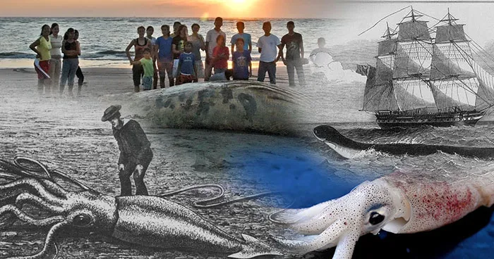 The Largest Invertebrate On Earth Has Been Filmed Exactly Thrice; It Is Not Happy About It