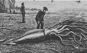 The Largest Invertebrate On Earth Has Been Filmed Exactly Thrice; It Is Not Happy About It