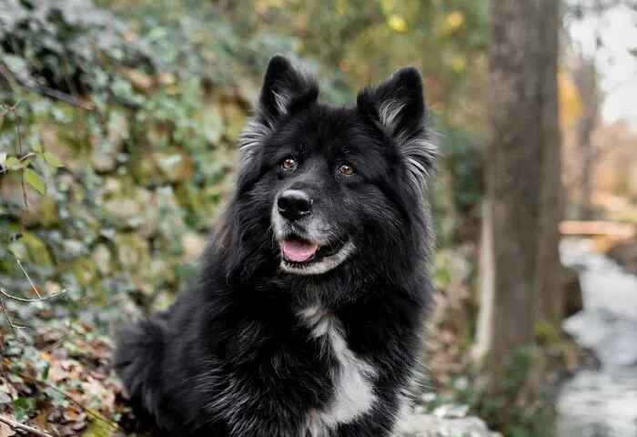75 Pet Parents Share The Most Hilarious And Crazy Reasons They Had To Pay A Bill At The Vet