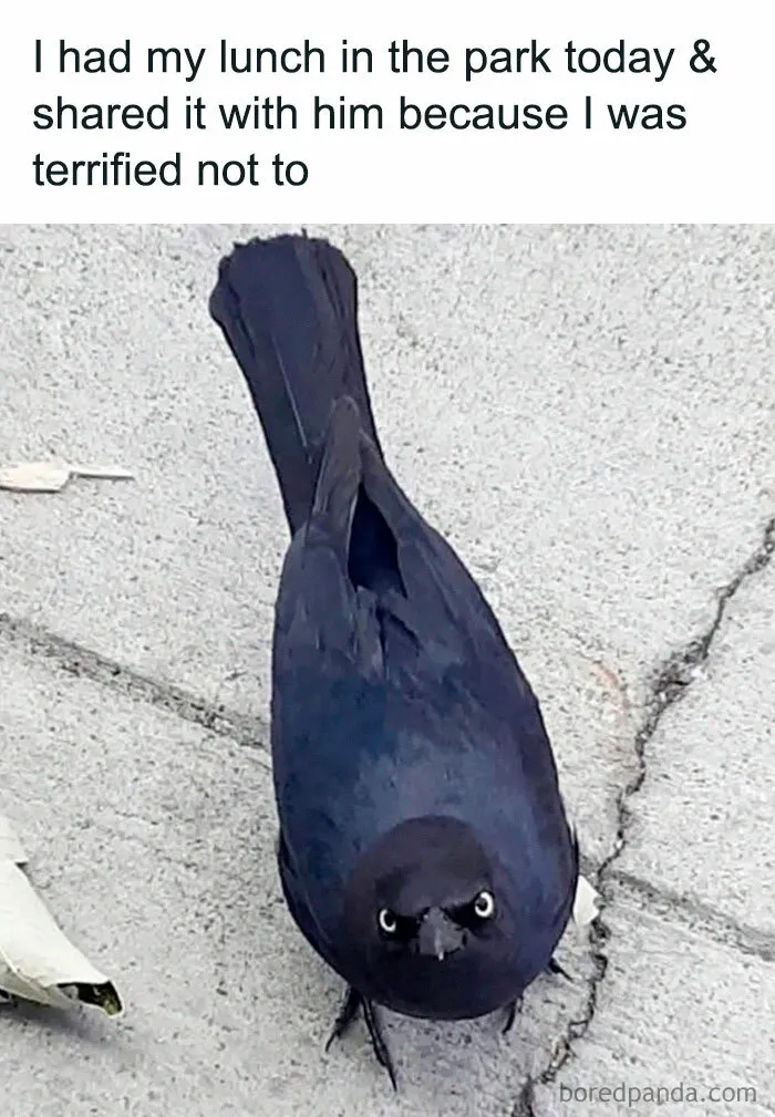 78 Hilarious Animal Memes That Make You Appreciate Them Even More