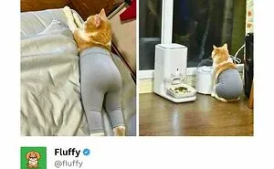 78 Hilarious Animal Memes That Make You Appreciate Them Even More