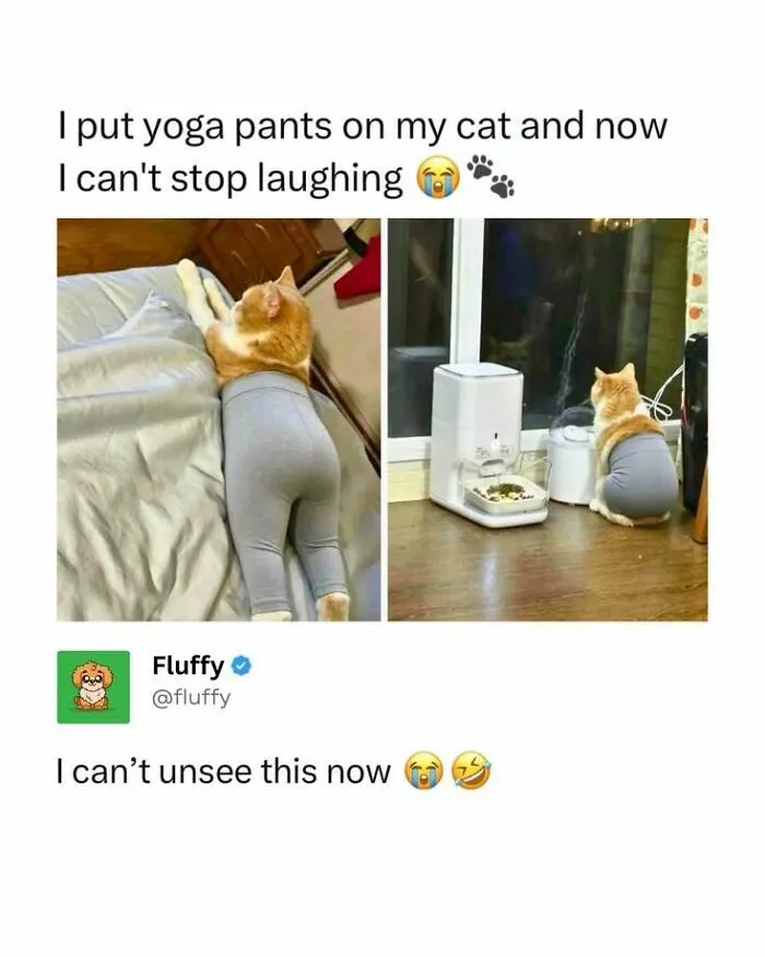 Hilarious-Cute-Animal-Memes