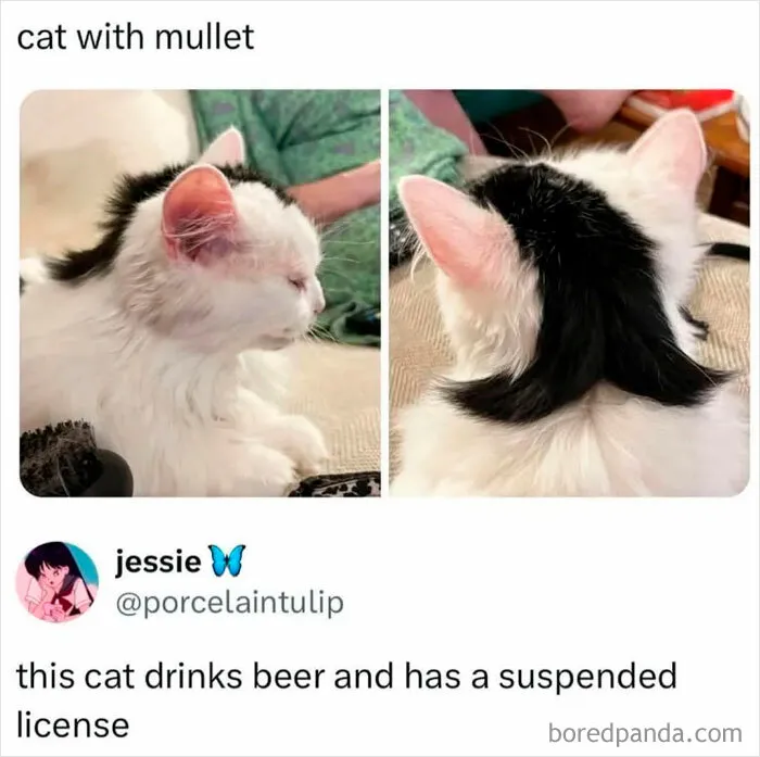 78 Hilarious Animal Memes That Make You Appreciate Them Even More