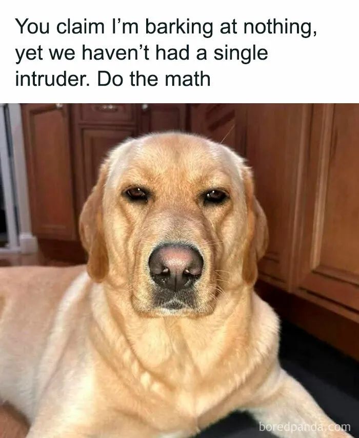 78 Hilarious Animal Memes That Make You Appreciate Them Even More