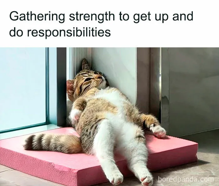 78 Hilarious Animal Memes That Make You Appreciate Them Even More