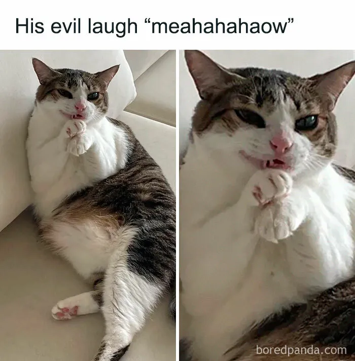 78 Hilarious Animal Memes That Make You Appreciate Them Even More