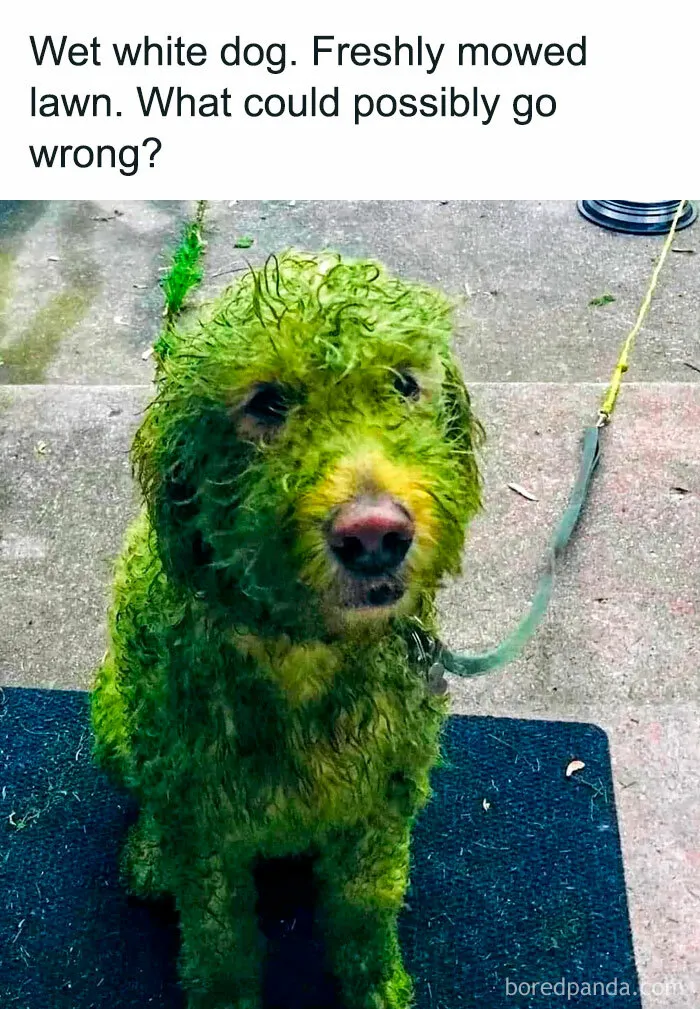 78 Hilarious Animal Memes That Make You Appreciate Them Even More