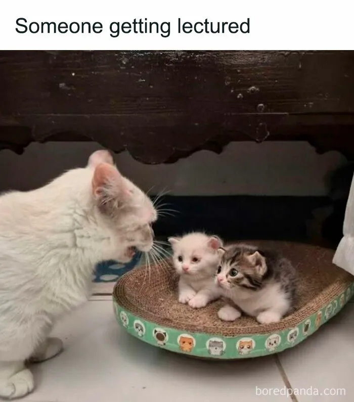 78 Hilarious Animal Memes That Make You Appreciate Them Even More