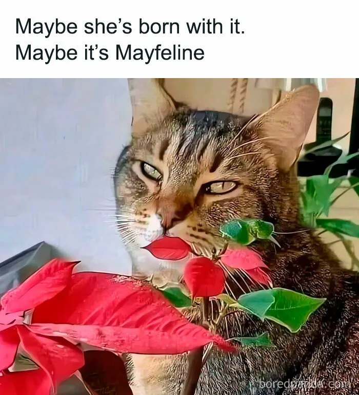 78 Hilarious Animal Memes That Make You Appreciate Them Even More