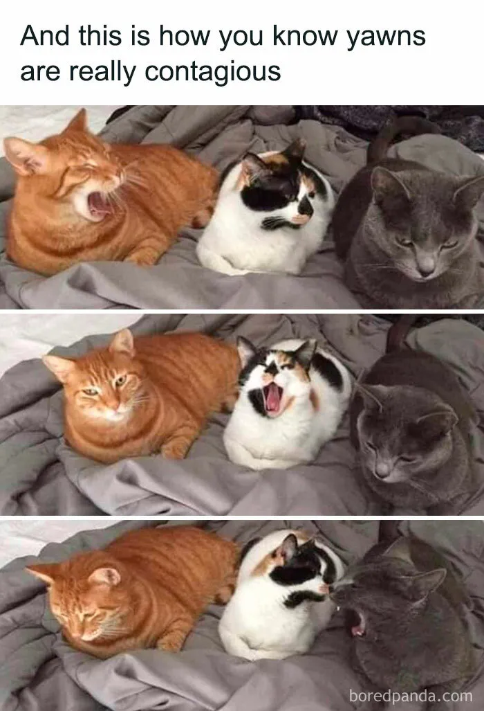 78 Hilarious Animal Memes That Make You Appreciate Them Even More