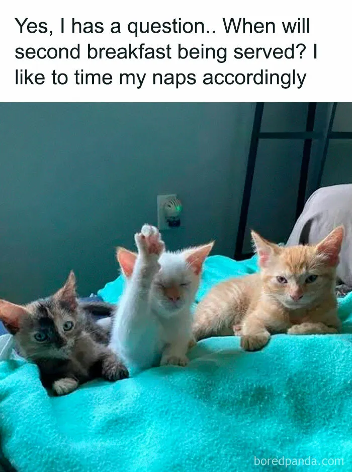 78 Hilarious Animal Memes That Make You Appreciate Them Even More