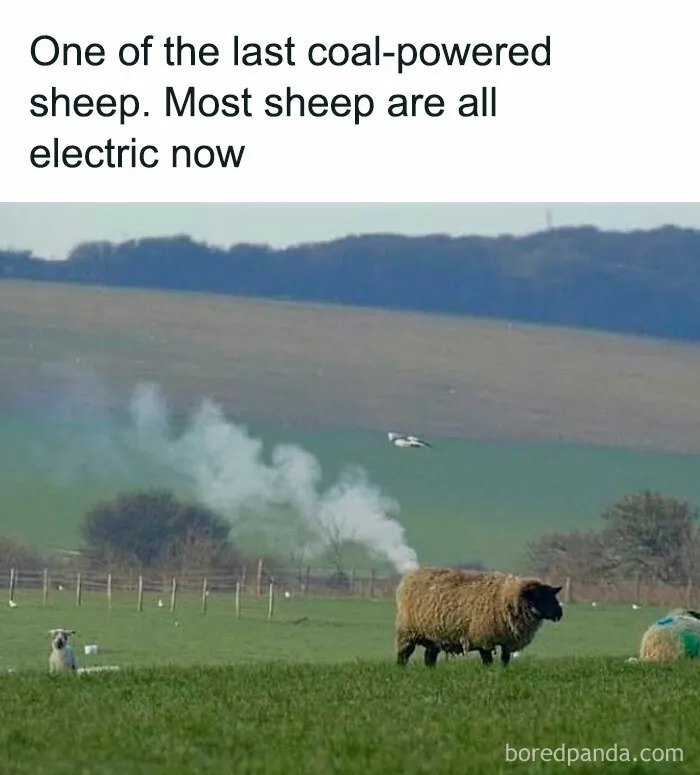 78 Hilarious Animal Memes That Make You Appreciate Them Even More