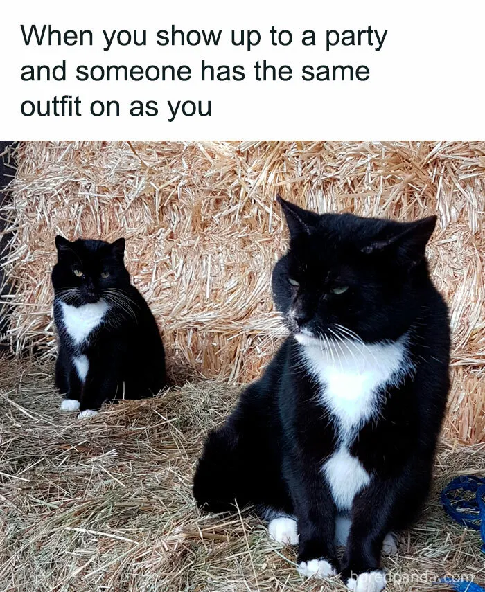 78 Hilarious Animal Memes That Make You Appreciate Them Even More