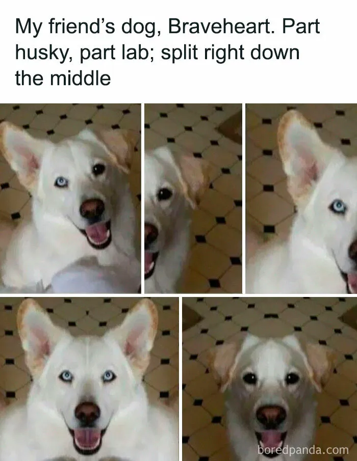78 Hilarious Animal Memes That Make You Appreciate Them Even More