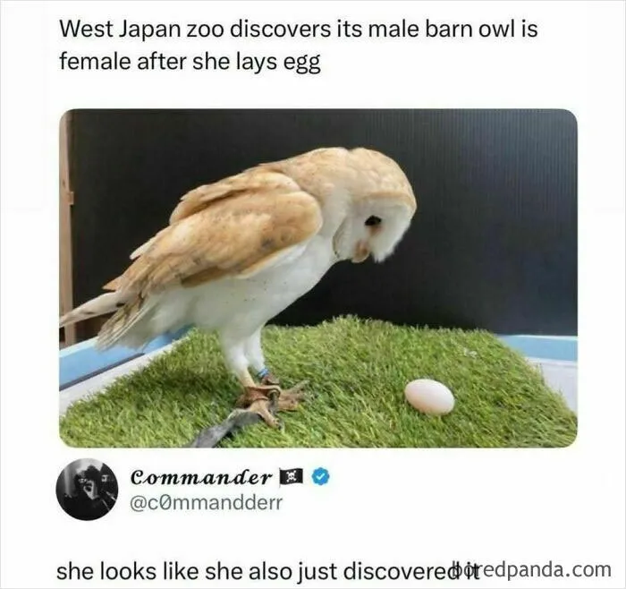 78 Hilarious Animal Memes That Make You Appreciate Them Even More