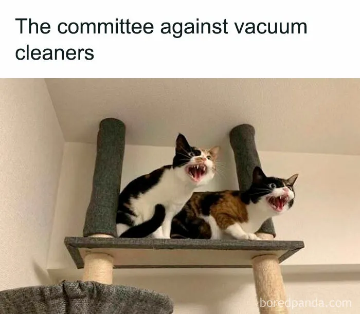 78 Hilarious Animal Memes That Make You Appreciate Them Even More