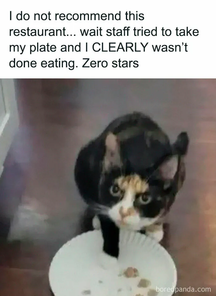 78 Hilarious Animal Memes That Make You Appreciate Them Even More