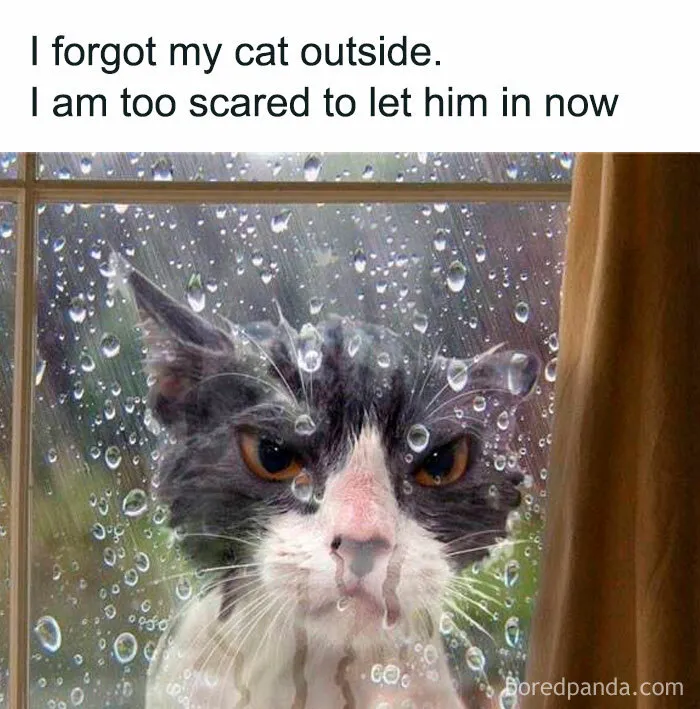 78 Hilarious Animal Memes That Make You Appreciate Them Even More