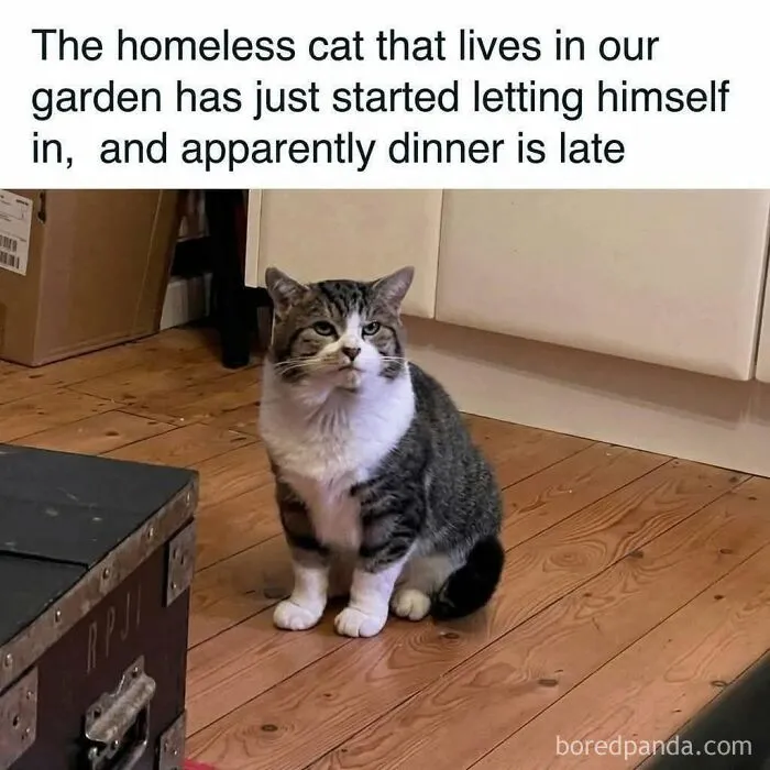 78 Hilarious Animal Memes That Make You Appreciate Them Even More