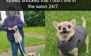 78 Hilarious Animal Memes That Make You Appreciate Them Even More