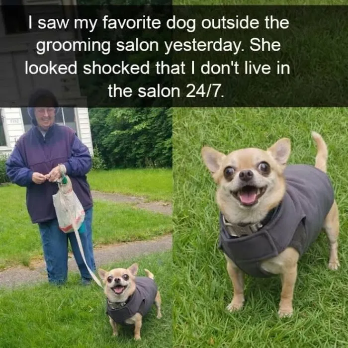 Hilarious-Cute-Animal-Memes