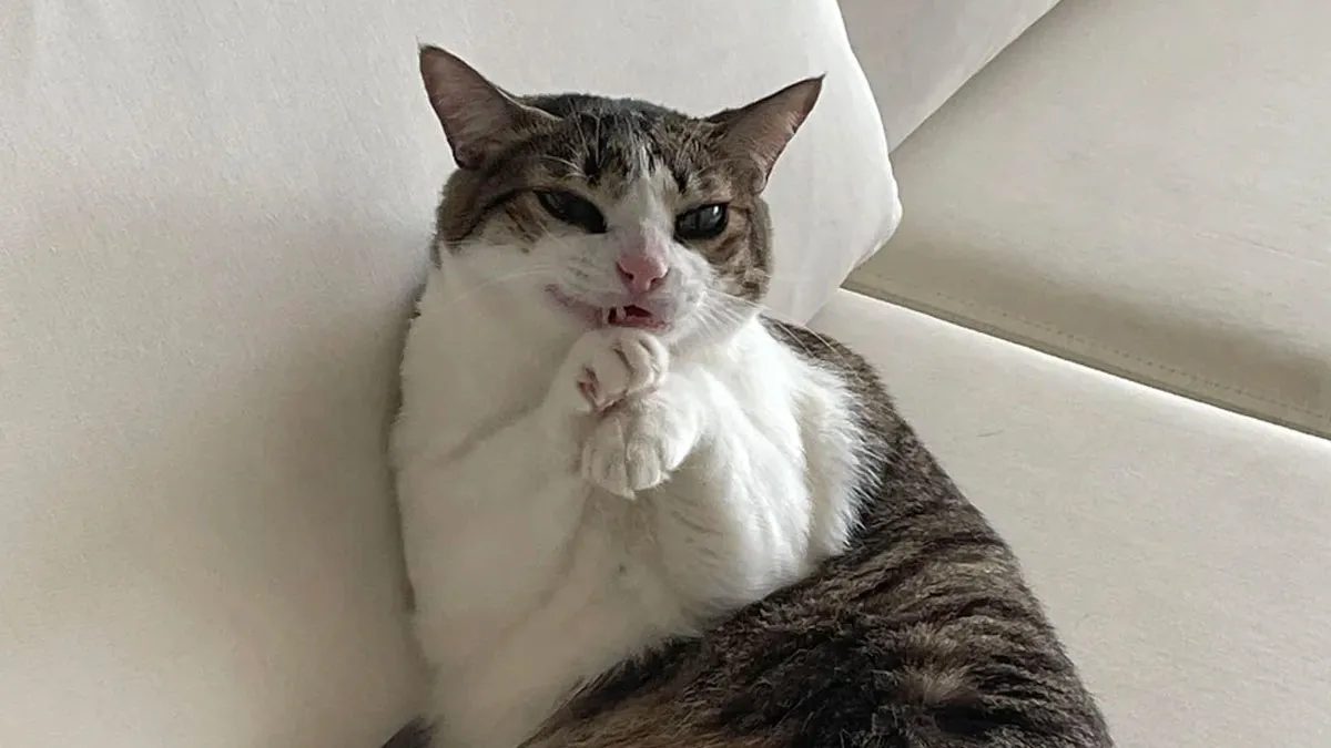 78 Hilarious Animal Memes That Make You Appreciate Them Even More