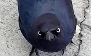 78 Hilarious Animal Memes That Make You Appreciate Them Even More