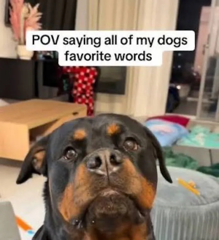 37 Funny Memes That Might Not Fix Your Life, But At Least They'll Distract You From It