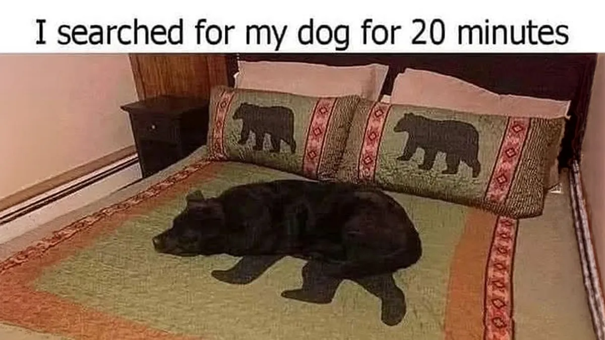 38 Hilarious Dog Memes Shared By This Page Celebrating Everything That Makes Dogs So Lovable