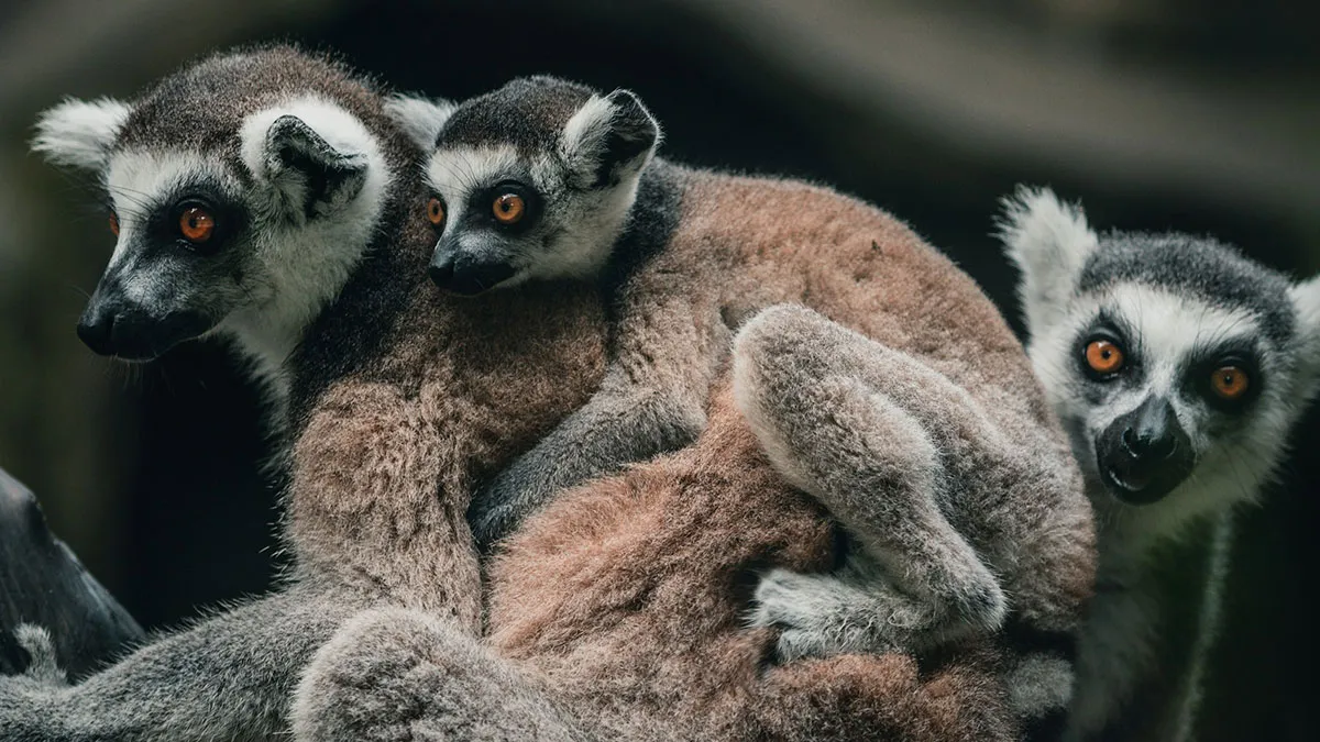 The Yoga Class To Lemur Herpes Pipeline Is Real, And Scientists Are Not Happy About It