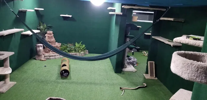 I Adopted My Brother's Two Bengals When He Passed Away. I Did My Best To Build Them A Cat Jungle In My Basement And Make Him Proud