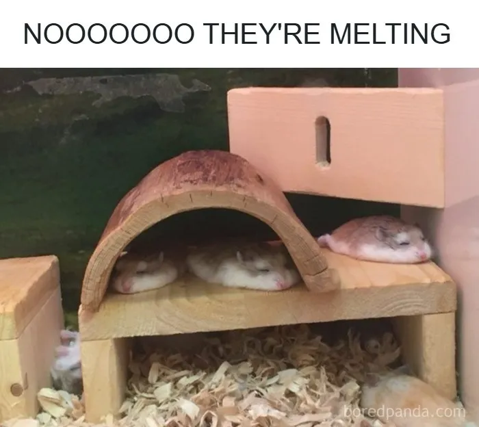 Fun-Animal-Memes