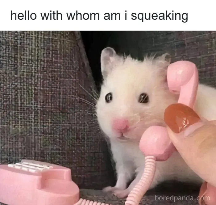 97 Hilarious, Wholesome And Adorable Animal Moments Perfectly Turned Into Memes