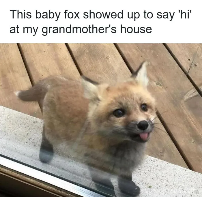 134 Memes That Make A Strong Case For Animals Being The Funniest Part Of The Internet