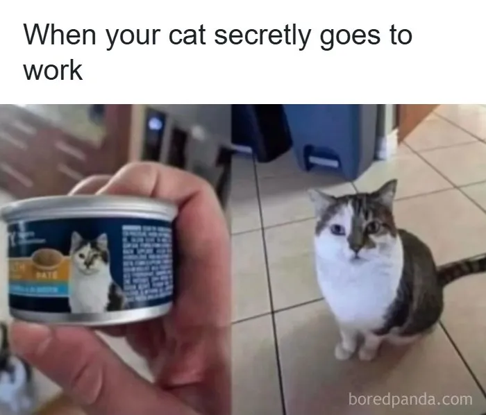 134 Memes That Make A Strong Case For Animals Being The Funniest Part Of The Internet