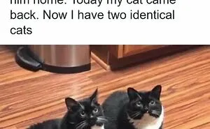 134 Memes That Make A Strong Case For Animals Being The Funniest Part Of The Internet