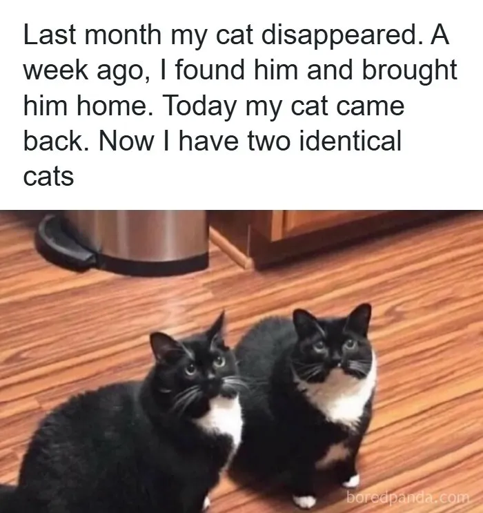 Fun-Animal-Memes