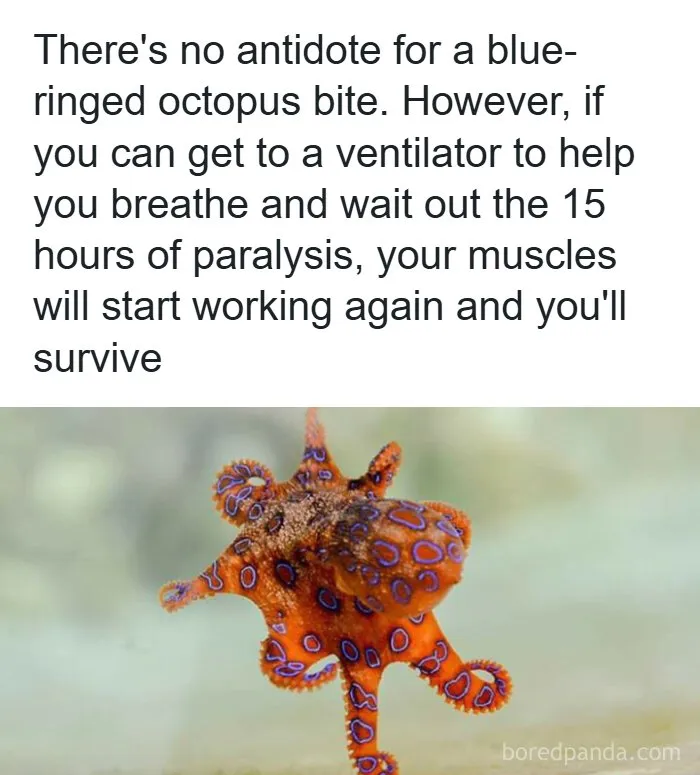 A vibrant blue-ringed octopus, illustrating fascinating finds and a critical fact about its venomous bite.