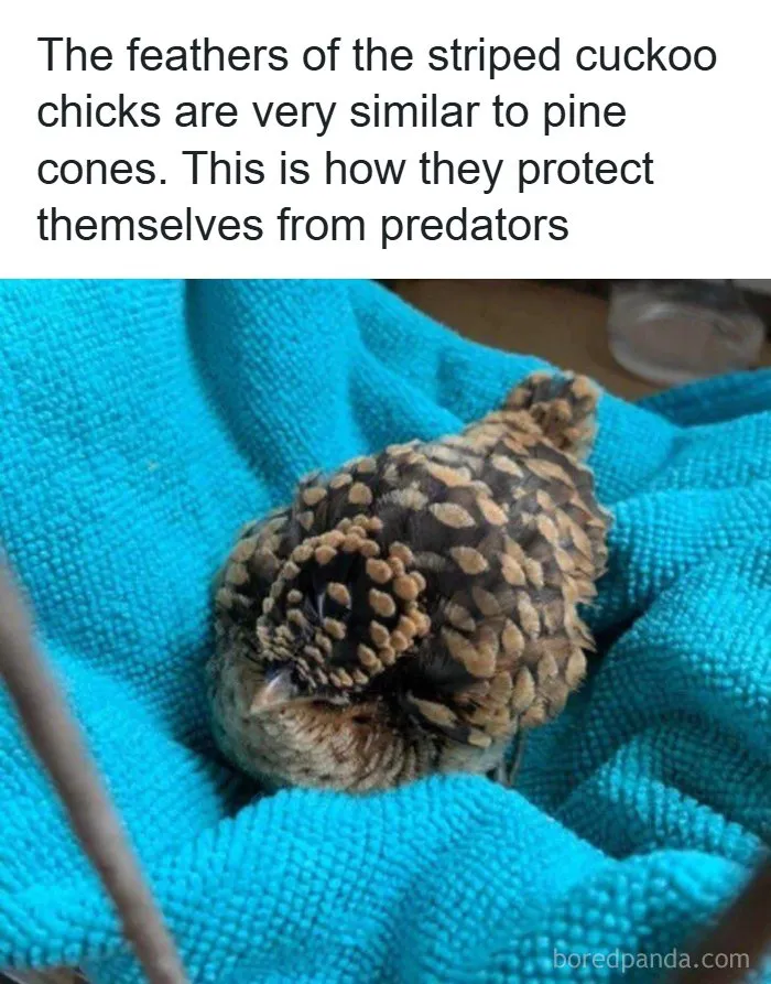 134 Memes That Make A Strong Case For Animals Being The Funniest Part Of The Internet
