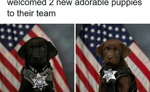 134 Memes That Make A Strong Case For Animals Being The Funniest Part Of The Internet
