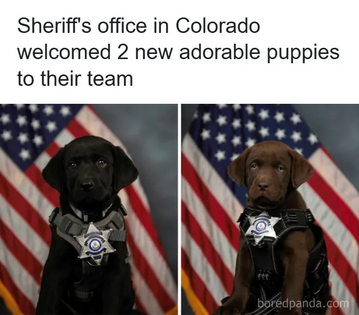 134 Memes That Make A Strong Case For Animals Being The Funniest Part Of The Internet