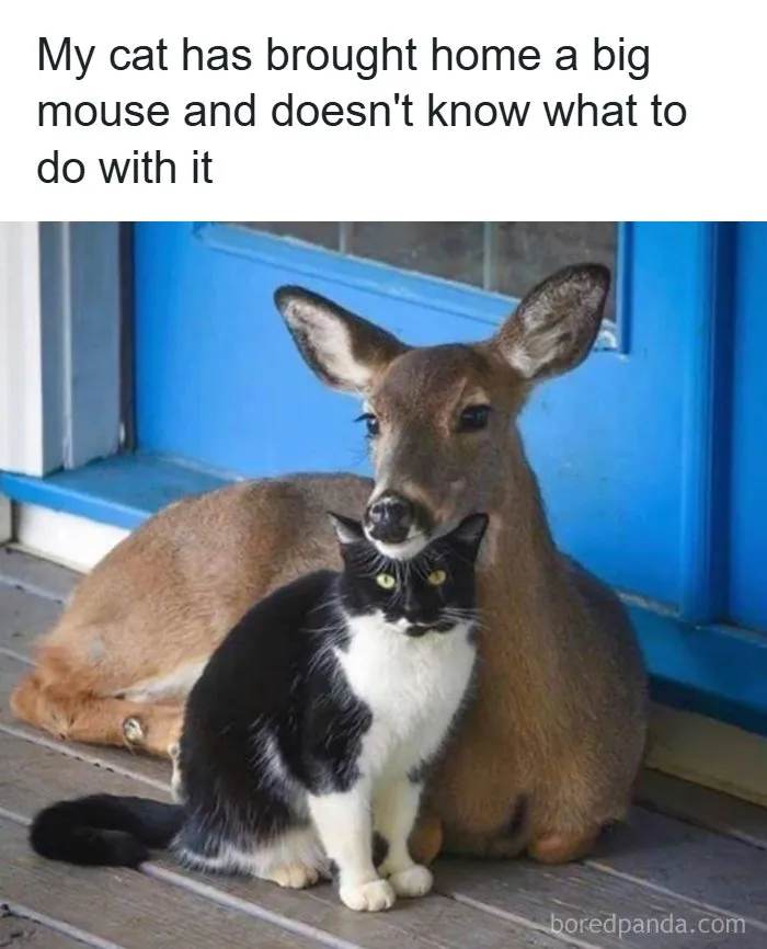 134 Memes That Make A Strong Case For Animals Being The Funniest Part Of The Internet