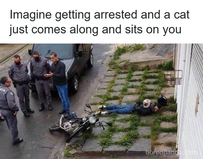 134 Memes That Make A Strong Case For Animals Being The Funniest Part Of The Internet